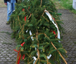 maibaum hd