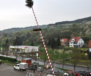 maibaum