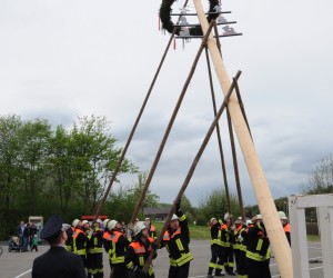 maibaum 2015   