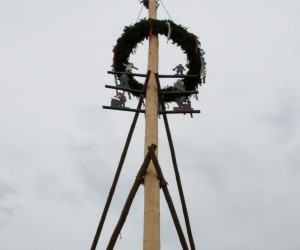 maibaum 2015   
