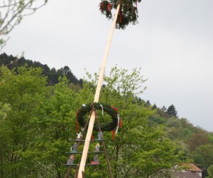 maibaum 2015